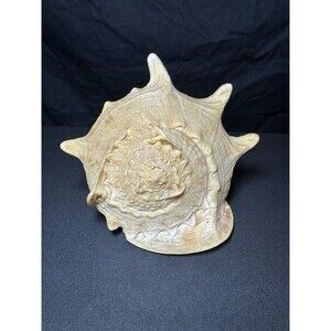 Queen Helmet Conch Sea Shell Cassis Cornuta 9" Nautical Coastal Decor 2.1 lbs